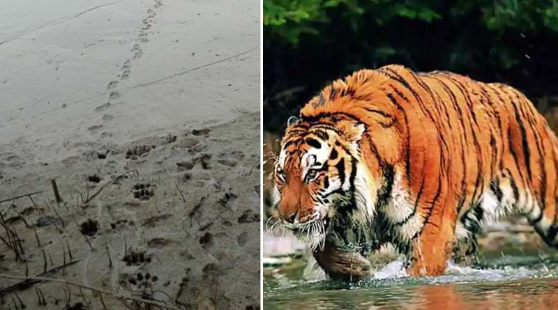 Royal Bengal Tiger of Gosaba backs to its own nest into the deep forest | Sangbad Pratidin