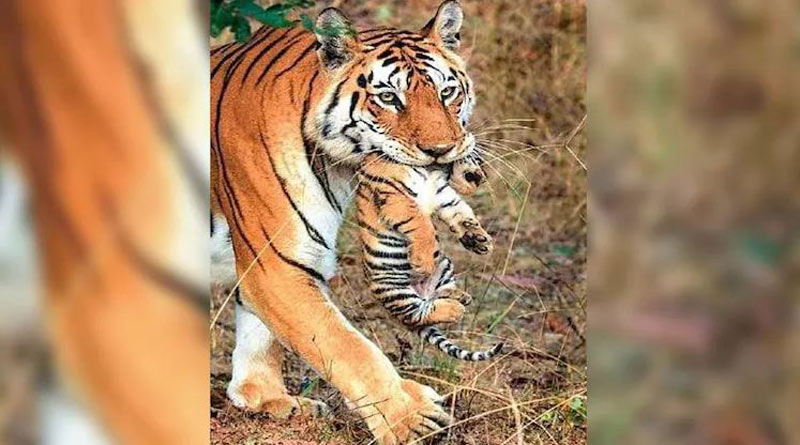 Tigress named Collarwali who birthed 29 cubs in MP dies | Sangbad Pratidin