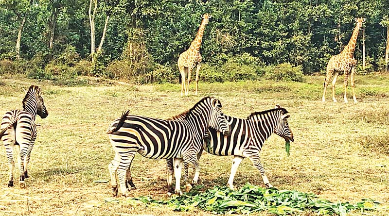 Safari park in reserve forest sparks row in Bangladesh | Sangbad Pratidin