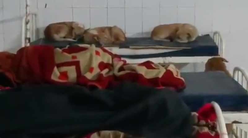 Dogs occupy government hospital beds in Bihar, Video goes viral | Sangbad Pratidin