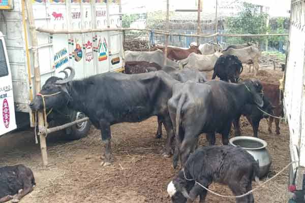 Bull