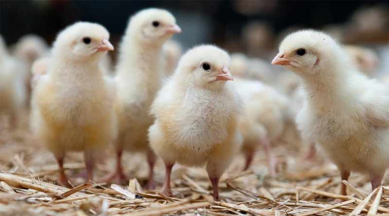 Poultry farming shows new path to Katwa people | Sangbad Pratidin