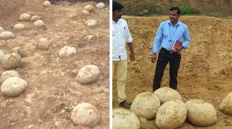 Objects found in Perambalur tank, Tamil Nadu are not dinosaur eggs, ammonite's fossil | Sangbad Pratidin