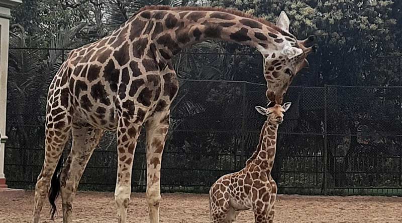 Hight of Giraffes decreasing at Alipore Zoo | Sangbad Pratidin