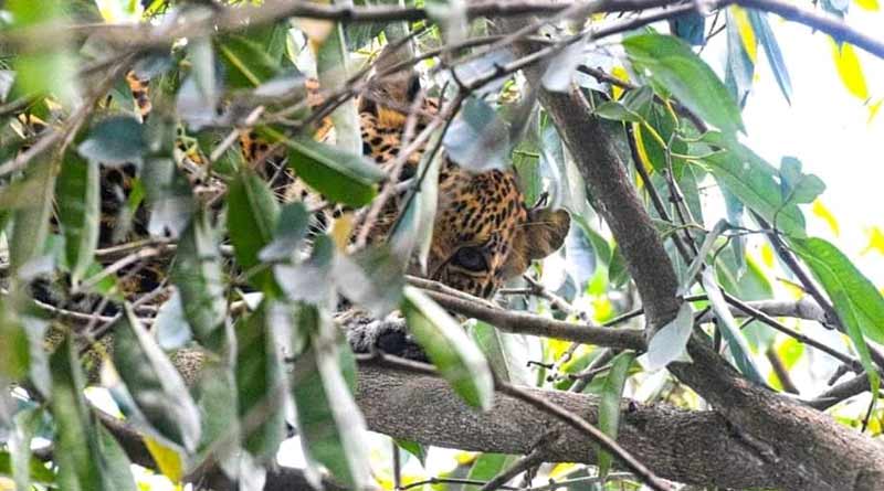 Leopard spotted in Jalpaiguri, West Bengal | Sangbad Pratidin