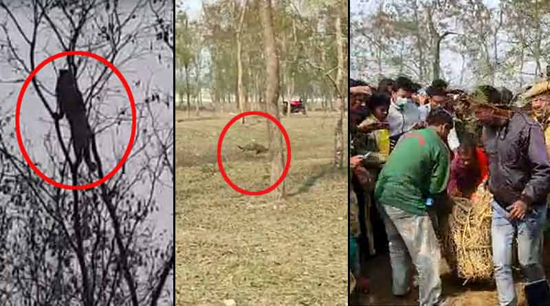 মগডালে চিতাবাঘ! নিচে মানুষের ঢল, রুদ্ধশ্বাস লড়াইয়ের পর খাঁচাবন্দি শিলিগুড়ির ‘ত্রাস’