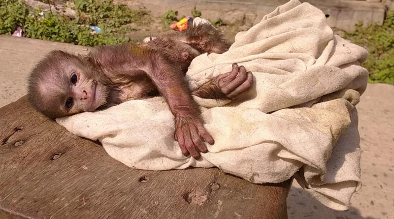 Man saves simian from stray dogs at Katwa | Sangbad Pratidin