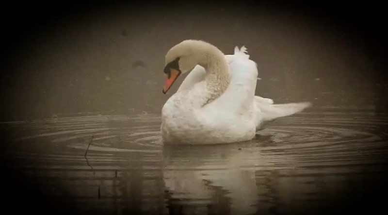 For the first time a Mute Swan spotted in Baruipur 