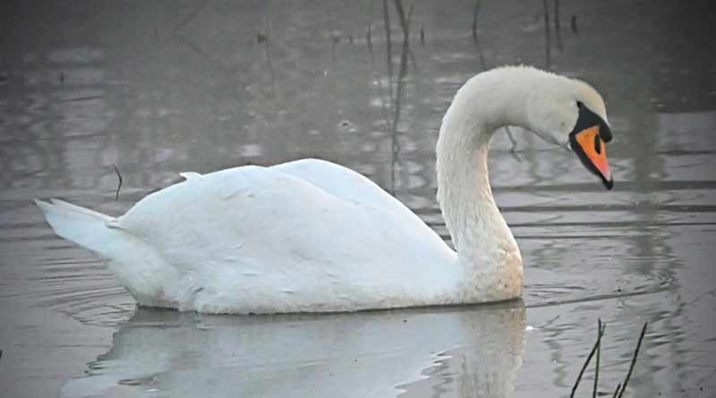 For the first time a Mute Swan spotted in Baruipur | Sangbad Pratidin