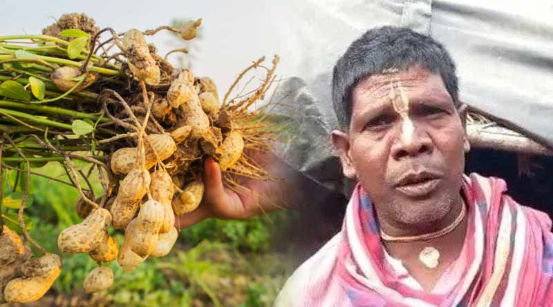 Farmers of Purba Medinipur stated nuts planting | Sangbad Pratidin