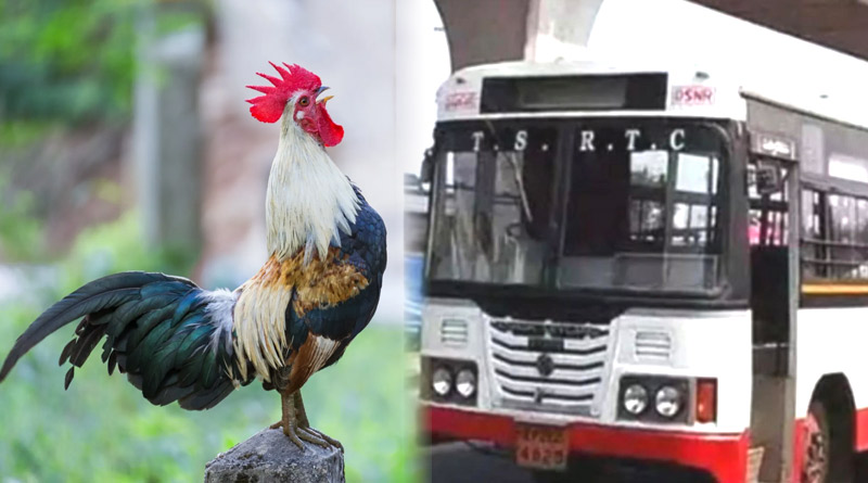 Telangana rooster charged a ticket fare of Rs 30 for travelling in a state transport bus | Sangbad Pratidin
