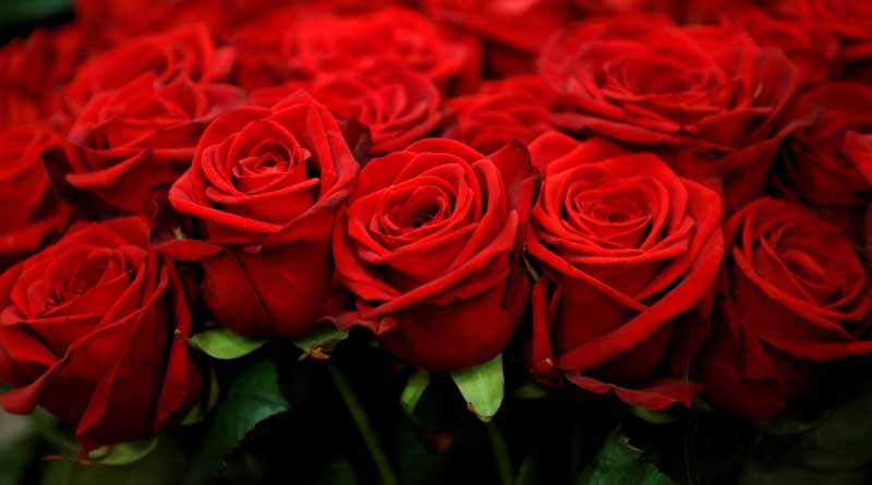 Huge sell of Bengal red rose in Valentine's week | Sangbad Pratidin