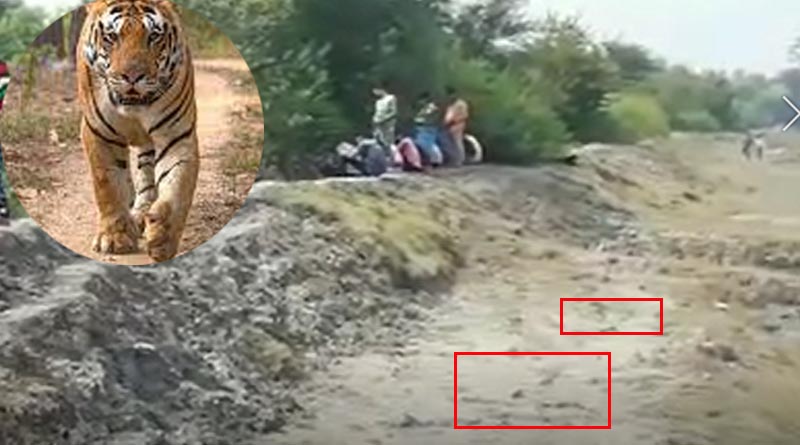 Footprints of Royal Bengal Tiger at Kultali make people scared | Sangbad Pratidin