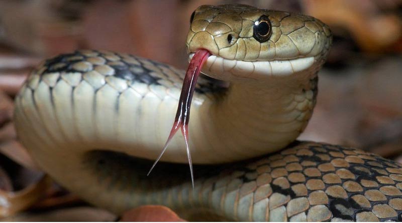 Snake skin found in food from Kerala restaurant | Sangbad Pratidin