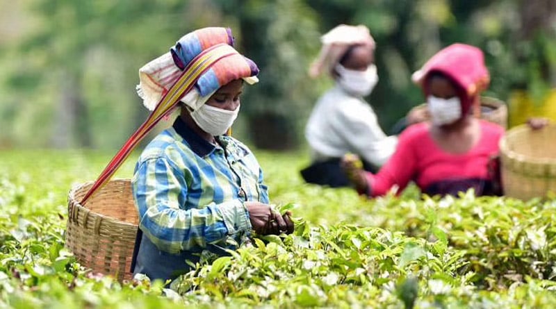 Imported tea sparks concern in Indian trading community | Sangbad Pratidin