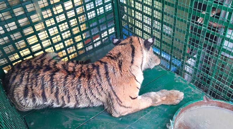 Tiger