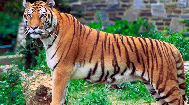 এবার মাসিক চুক্তিতেই দত্তক নেওয়া যাবে বাঘ-সিংহ-হাতি, আলিপুর চিড়িয়াখার বাড়ছে আয়