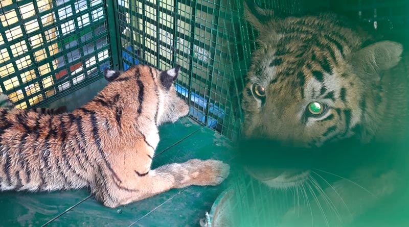 Captured tigress in Sandeshkhali given food and glucose water | Sangbad Pratidin
