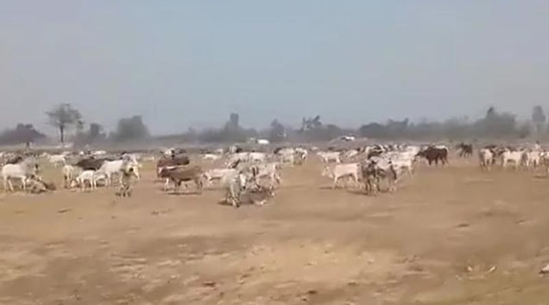Farmers release stray cattle near Yogi Adityanath's rally venue in UP। Sangbad Pratidin