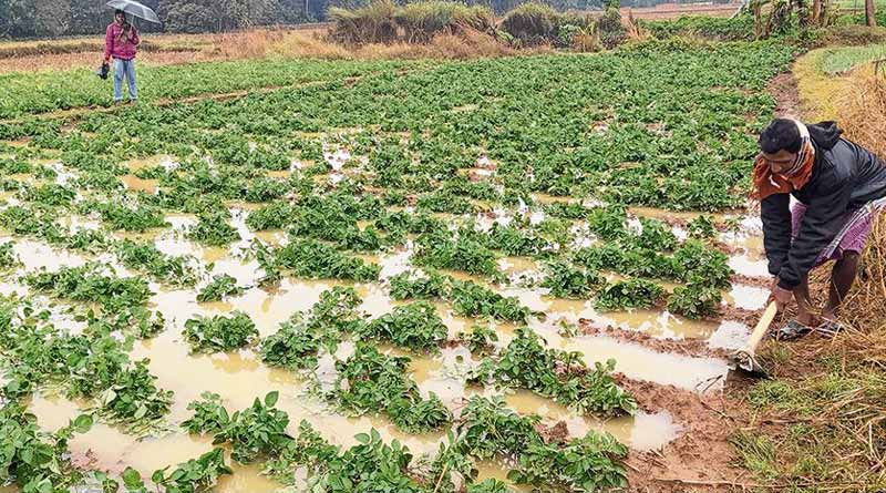 West Bengal farmers faces rain furry | Sangbad Pratidin
