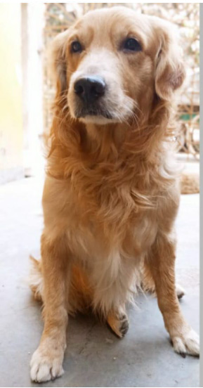 dog