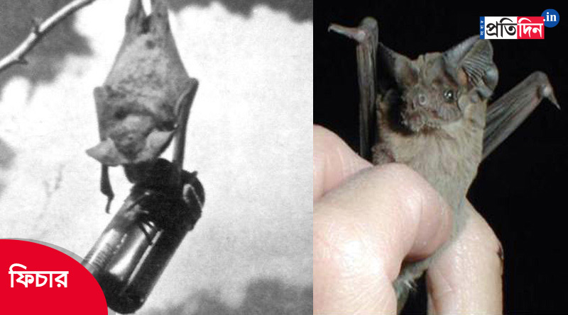 History of Bat bombs in World war 2। Sangbad Pratidin