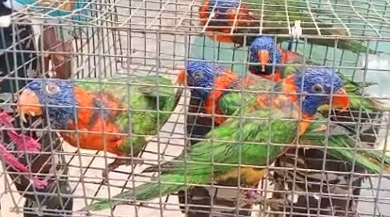 5 rare parrot recovered from Basirhat Bangladesh border | Sangbad Pratidin
