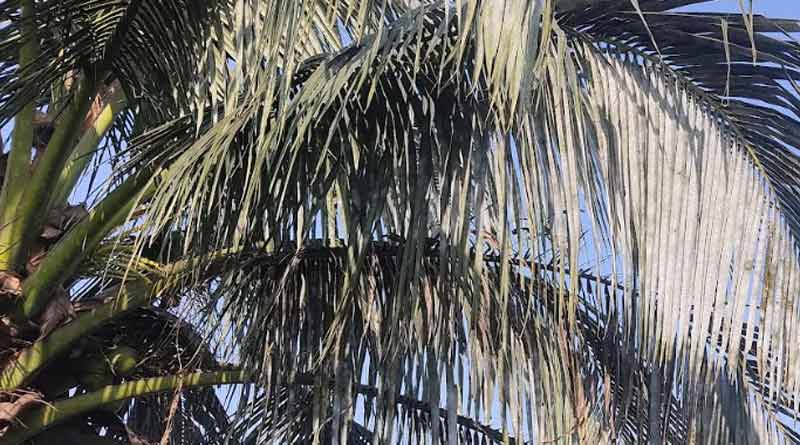 Coconut tree changes colour overnight, sparks frenzy । Sangbad Pratidin