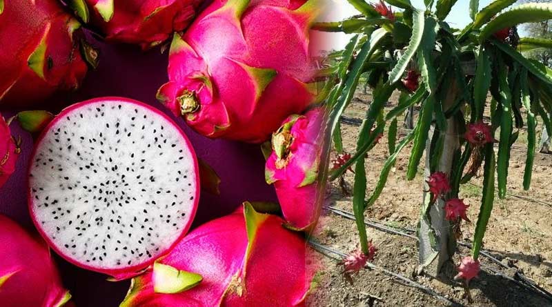 You can earn money by cultivating Dragon Fruit | Sangbad Pratidin