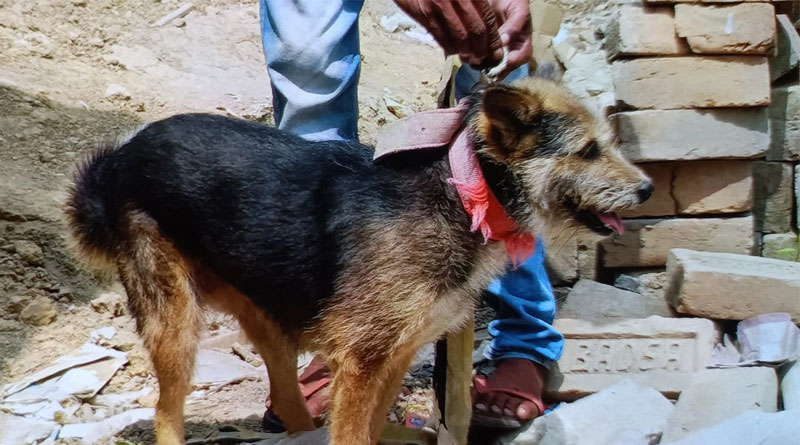 CBI recovered a German Shepard dog from Lalon Sheikh's house | Sangbad Pratidin