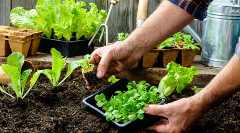 5 Kitchen gardening tips so you can eat your greens and grow them too | Sangbad Pratidin