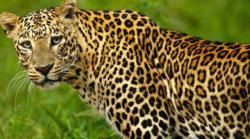 Another Leopard found in Purulia | Sangbad Pratidin
