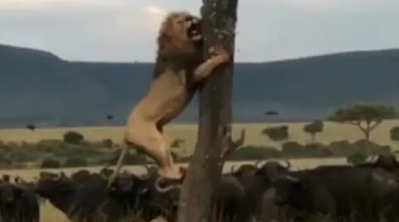 Lion climbing tree near buffalo goes viral। Sangbad Pratidin