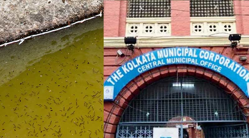 KMC bags Rs 30 lakh as fine from those who avoided of taking care of mosquitoes breeding | Sangbad Pratidin