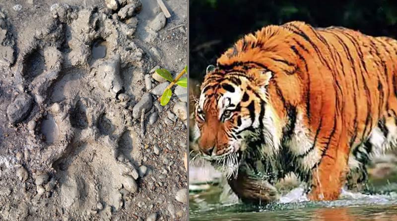 নদীর পাড়ের মাটিতে বাঘের পায়ের ছাপ, ঝড়খালিতে ফের রয়্যাল বেঙ্গল আতঙ্কে কাঁটা স্থানীয়রা