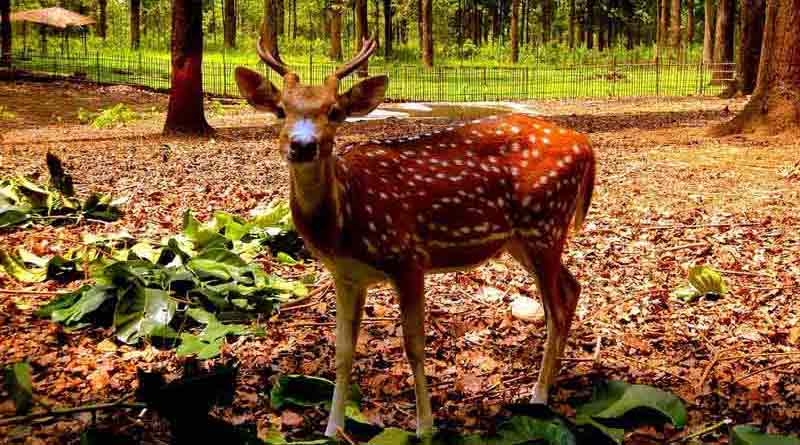 সম্বর হরিণ হত্যা করে রান্নার আয়োজন! মালবাজারে বনদপ্তরের জালে ২