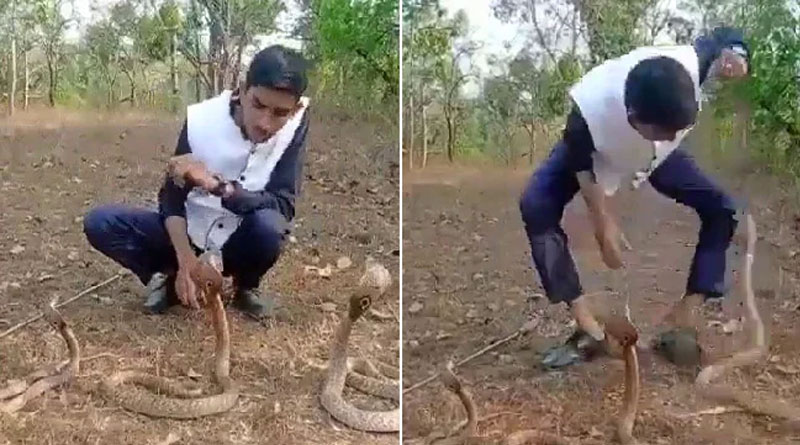 Viral Video of Karnataka Man Stunt With 3 Cobras Ends Badly | Sangbad Pratidin