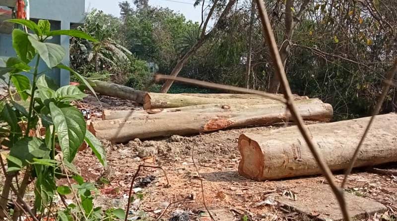 BDO of Magrahat accused of illegal tree cutting | Sangbad Pratidin