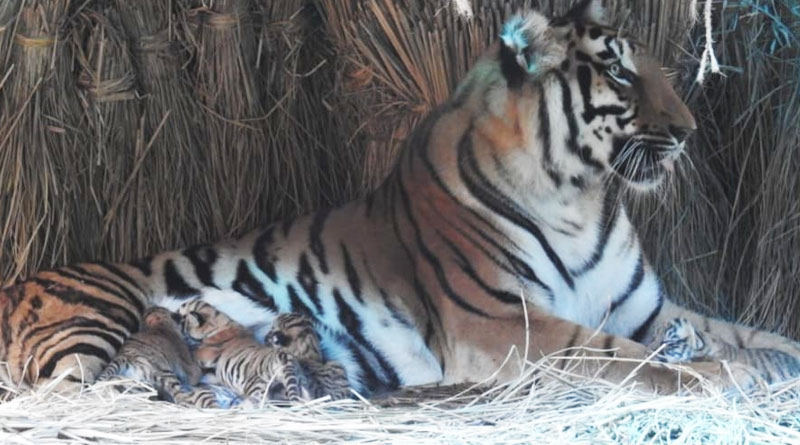 Alipore zoo tiger to get new partner | Sangbad Pratidin