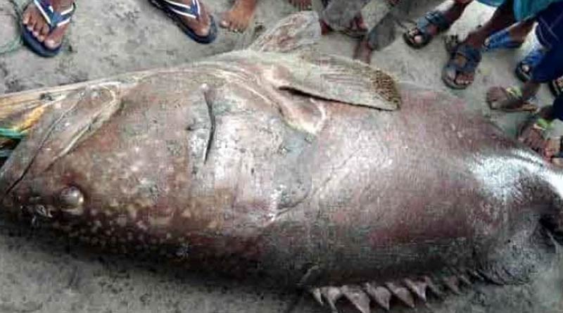 Bangladesh fisherman becomes millioneer after selling 150 kg fish in Cox's Bazar | Sangbad Pratidin