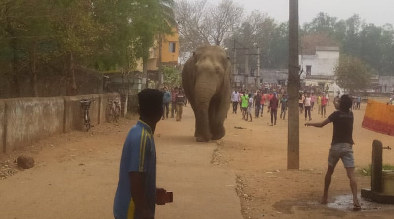 Elephant kills old man in Bankura sparks panic to the local people | Sangbad Pratidin