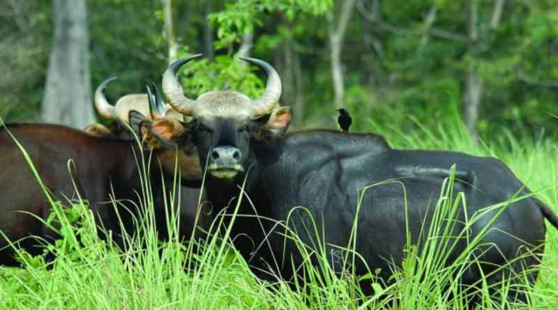 বজ্রাঘাতে প্রাণহানি নাকি অন্য কিছু? ডুয়ার্সে ৩টি বাইসনের দেহ উদ্ধারে চাঞ্চল্য