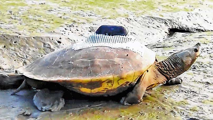 Tortoise runs off to Bangladesh, Forest Department faces trouble to rescue | Sangbad Ptari