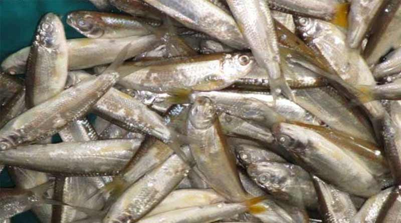 Fishery Department Initiates to Restore 16 Varieties of Endangered Fish | Sangbad Pratidin