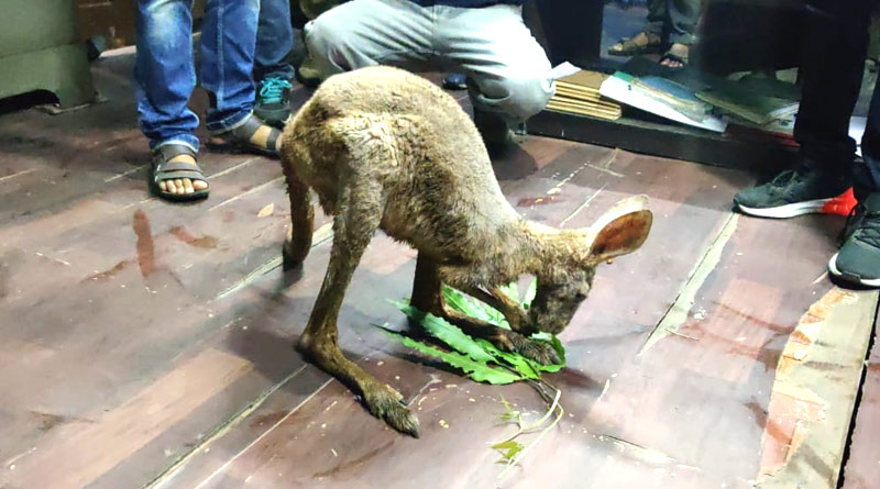 WB Forest officials rescued Three Kangaroos in Jalpaiguri | Sangbad Pratidin