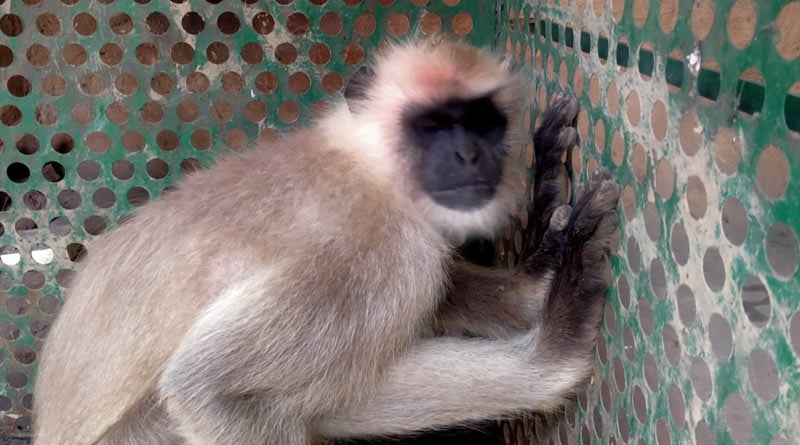 Forest officials capture the 'killer' monkey in Bankura and caged it for security | Sangbad Pratidin