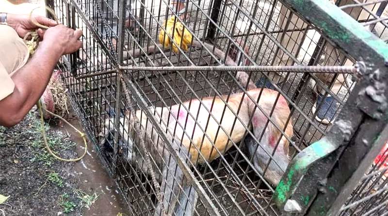 Monkey in Cage