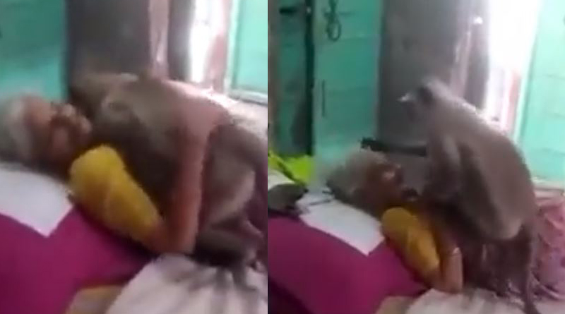A video of Monkey and an old woman goes viral। Sangbad Pratidin