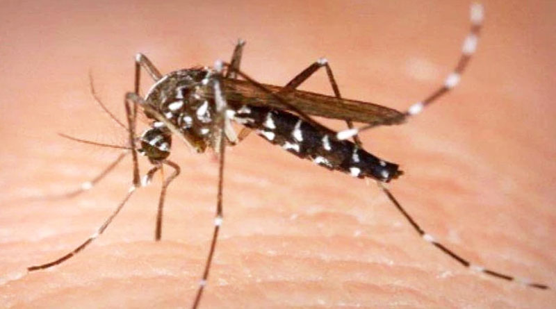 A US based company is planning to release billions of genetically-modified mosquitoes | Sangbad Pratidin