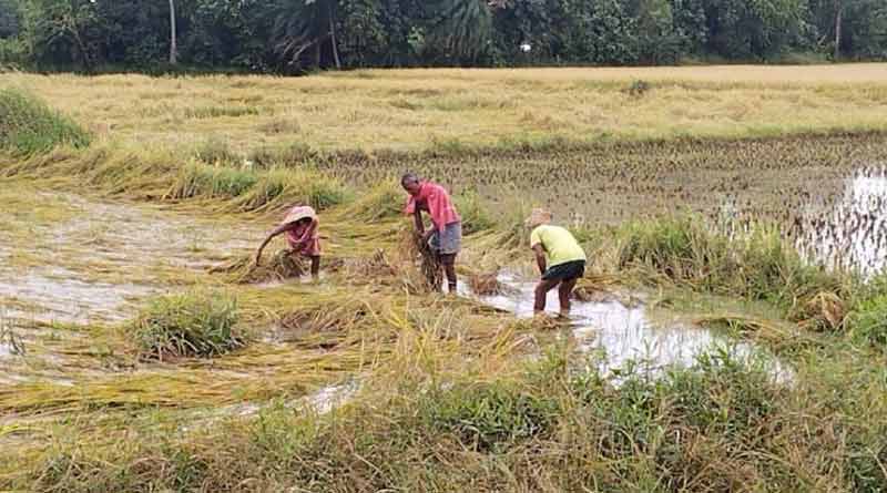 Agriculture department takes initiative to produce more rice in costal area । Sangbad Pratidin